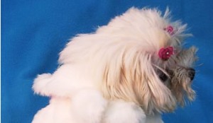 bontjas voor honden bontjas voor honden