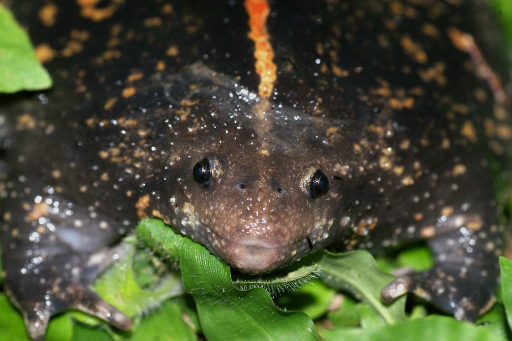 Mexicaanse gravende kikkers