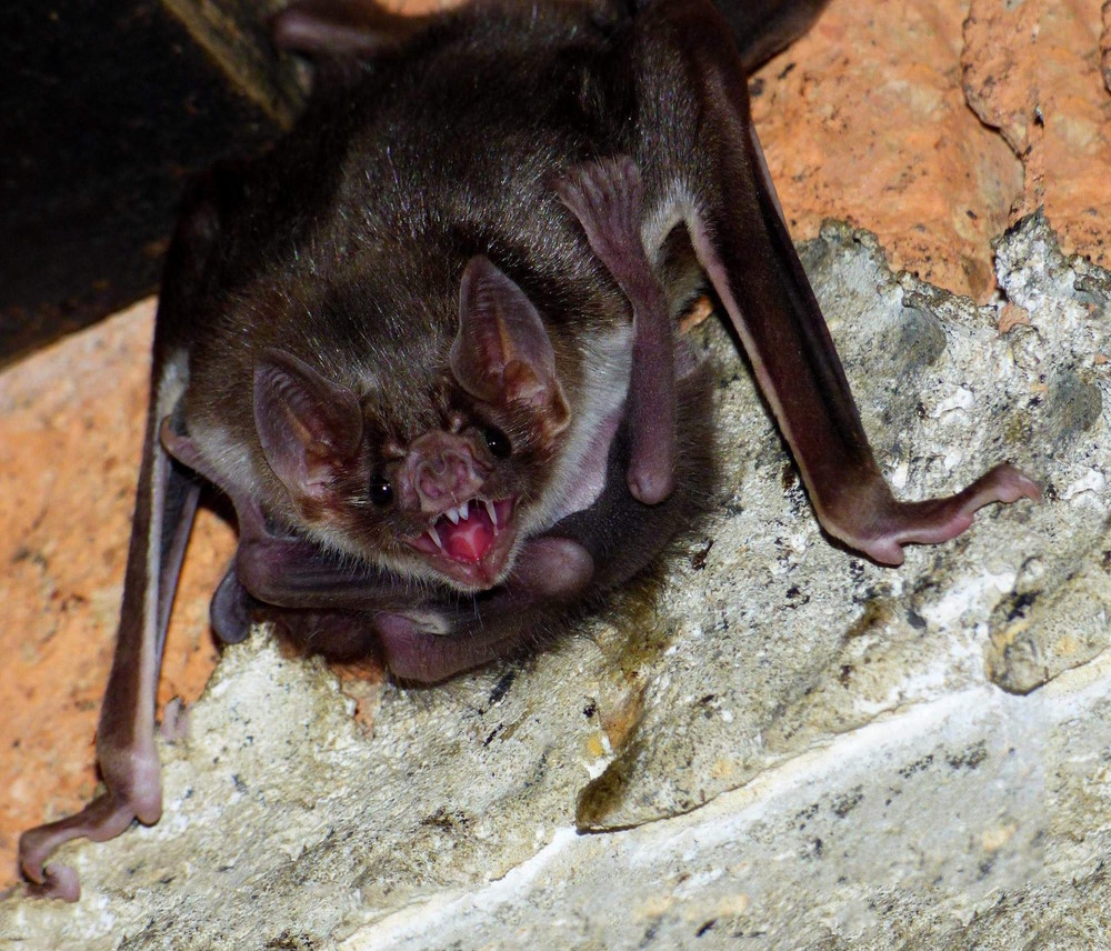 Vampier Vleermuis