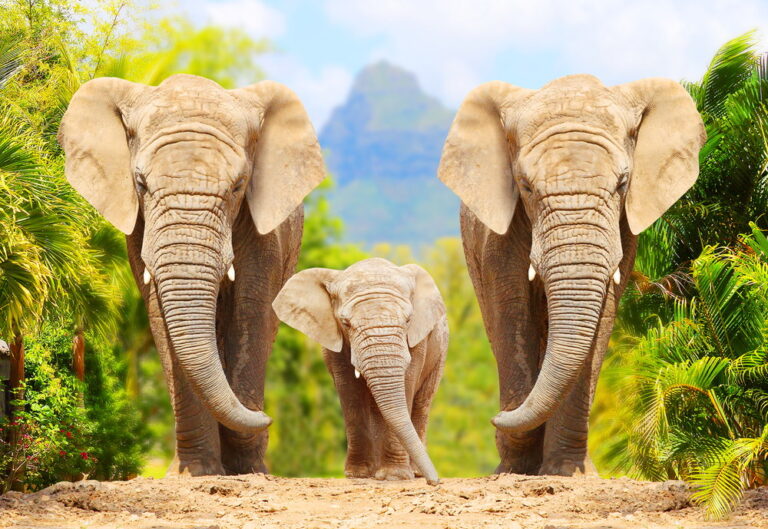 10 Dieren die verrassend veel op mensen lijken - Alletop10lijstjes