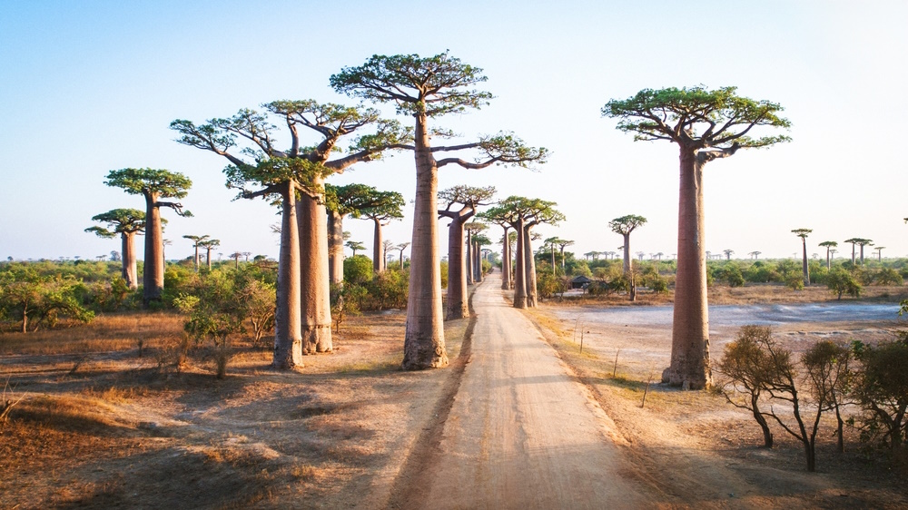 Baobabs