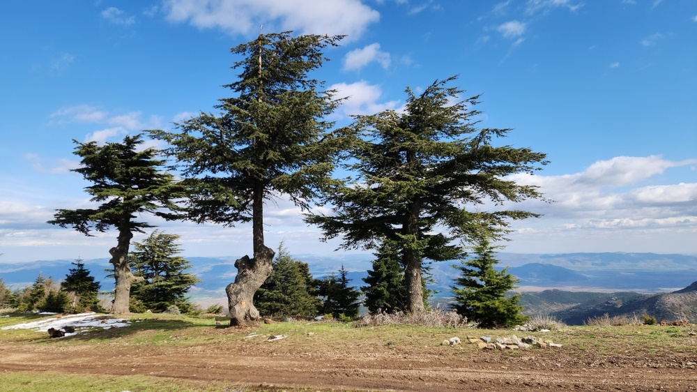 Cedars of God