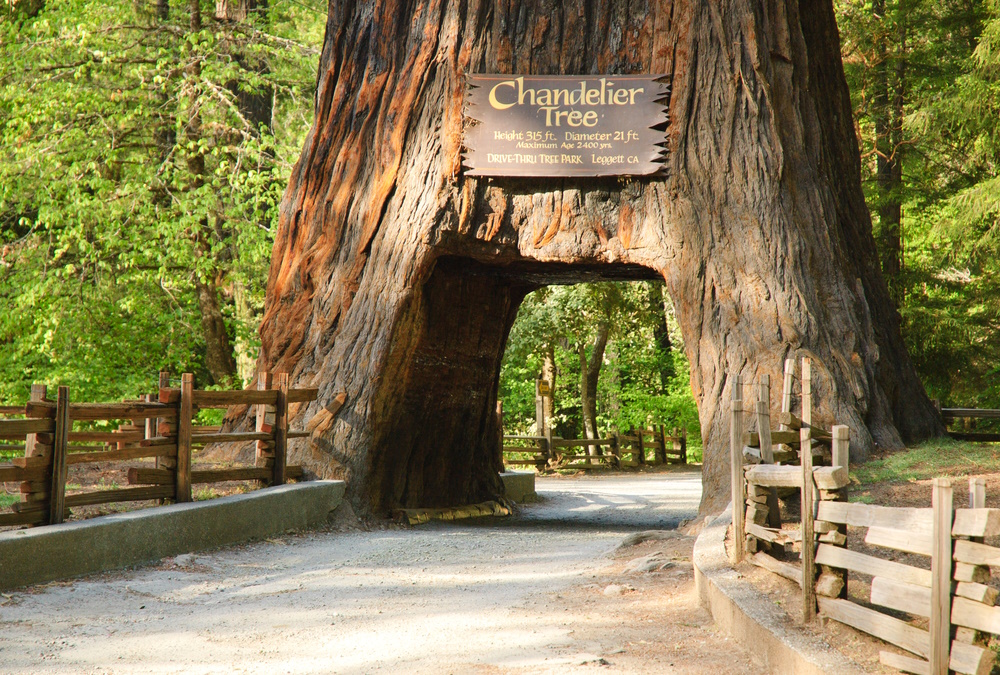 Chandelier Tree