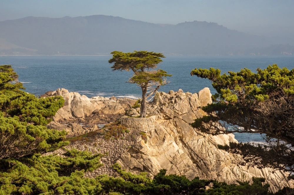 Lone Cypress