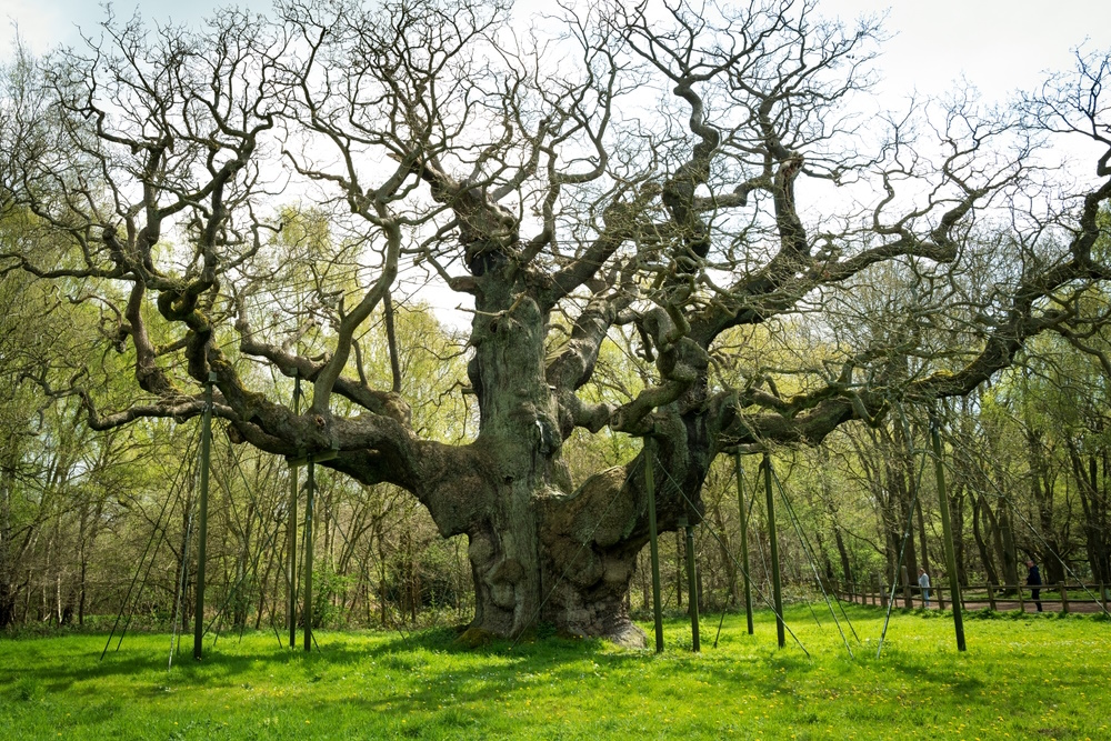 major oak