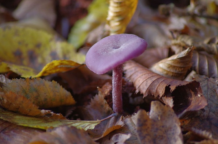 Laccaria amethystina