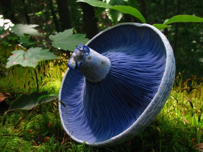 lactarius indigo
