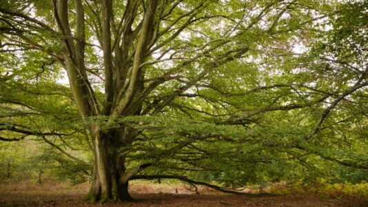 Top 10 Meest voorkomende bomen in Nederland - Alletop10lijstjes