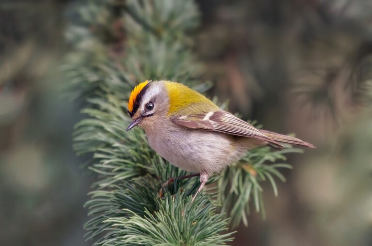 Top 10 Kleinste Vogels op Aarde - Alletop10lijstjes