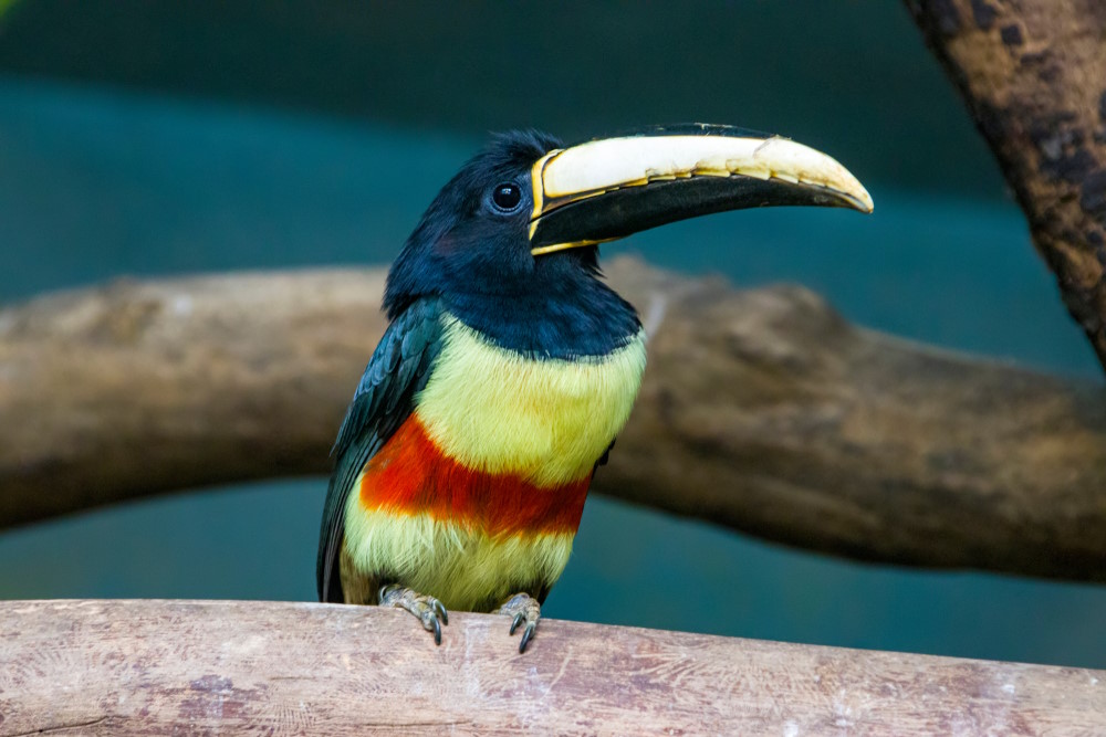 Raleighvallen Raleighvallen