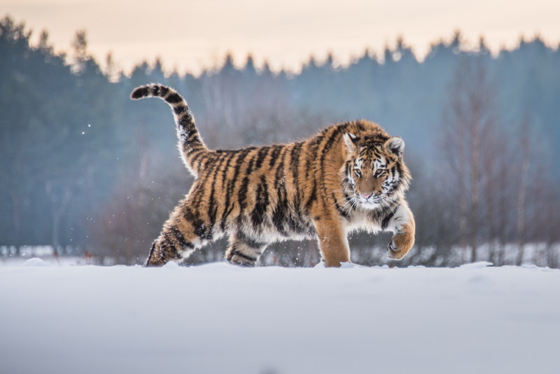 siberische tijger 3