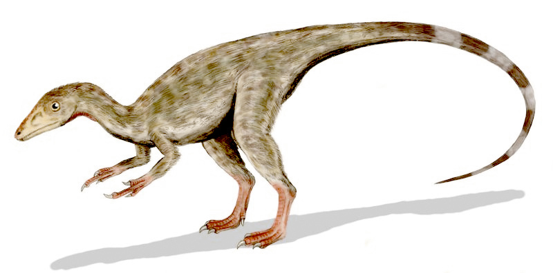 Compsognathus BW Compsognathus BW