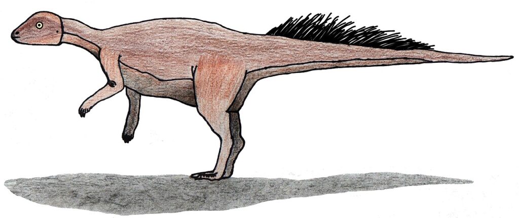 Micropachycephalosaurus Micropachycephalosaurus