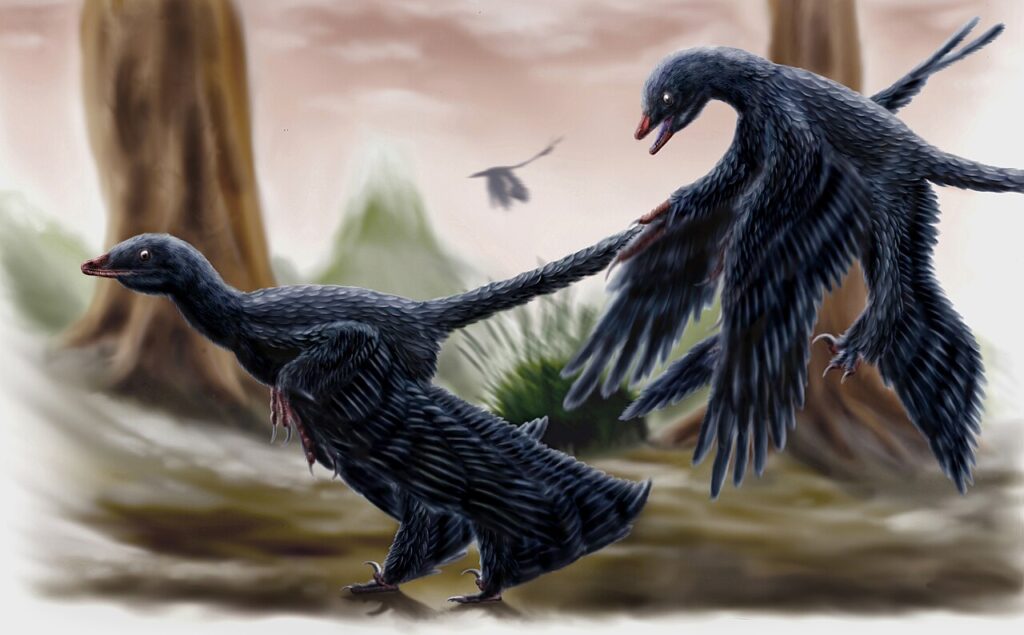 Microraptor Microraptor