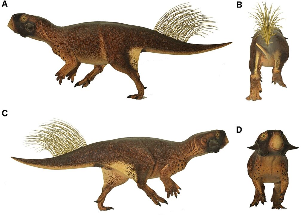 Psittacosaurus Psittacosaurus