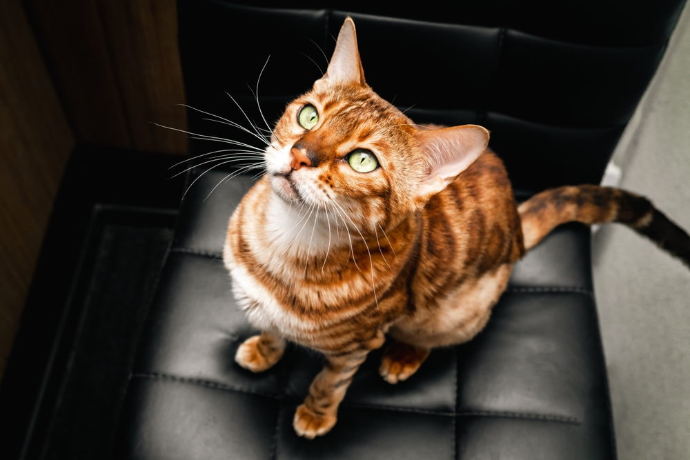 Bengaal (1) Bengaal (1)