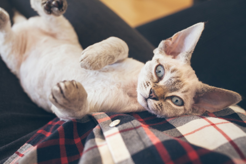 Devon Rex Devon Rex