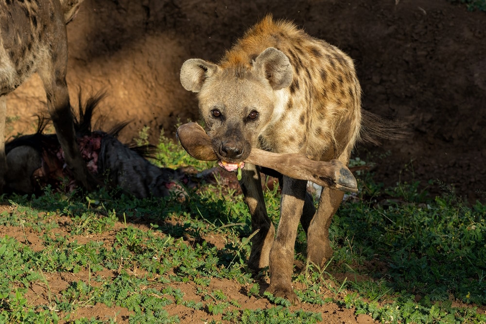 gevlekte hyena
