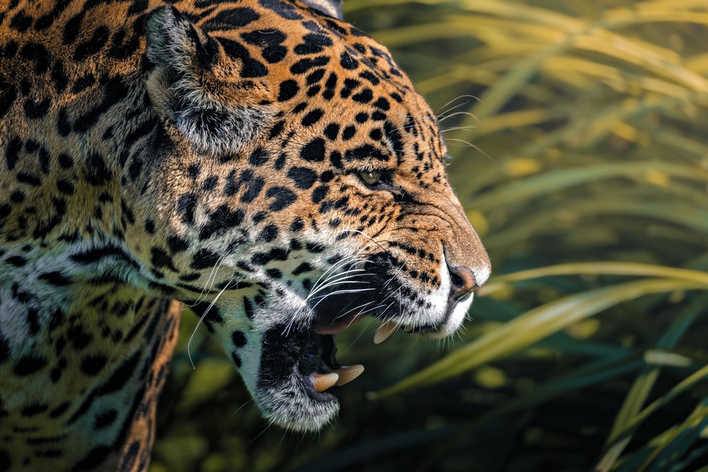 jaguar