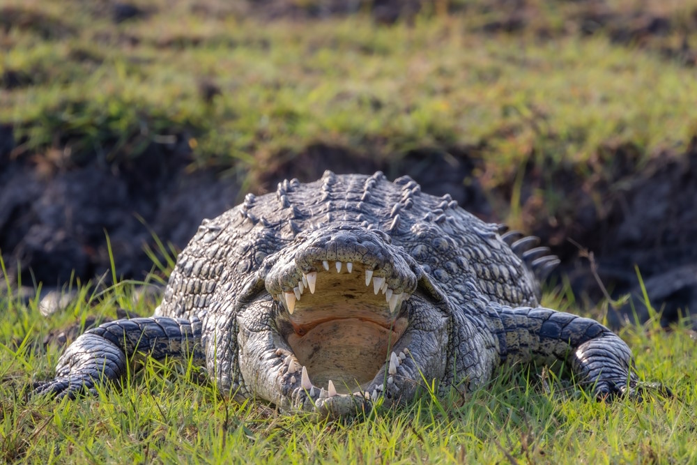 nijlkrokodil (2)